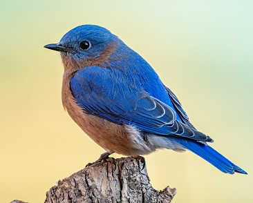Bluebird