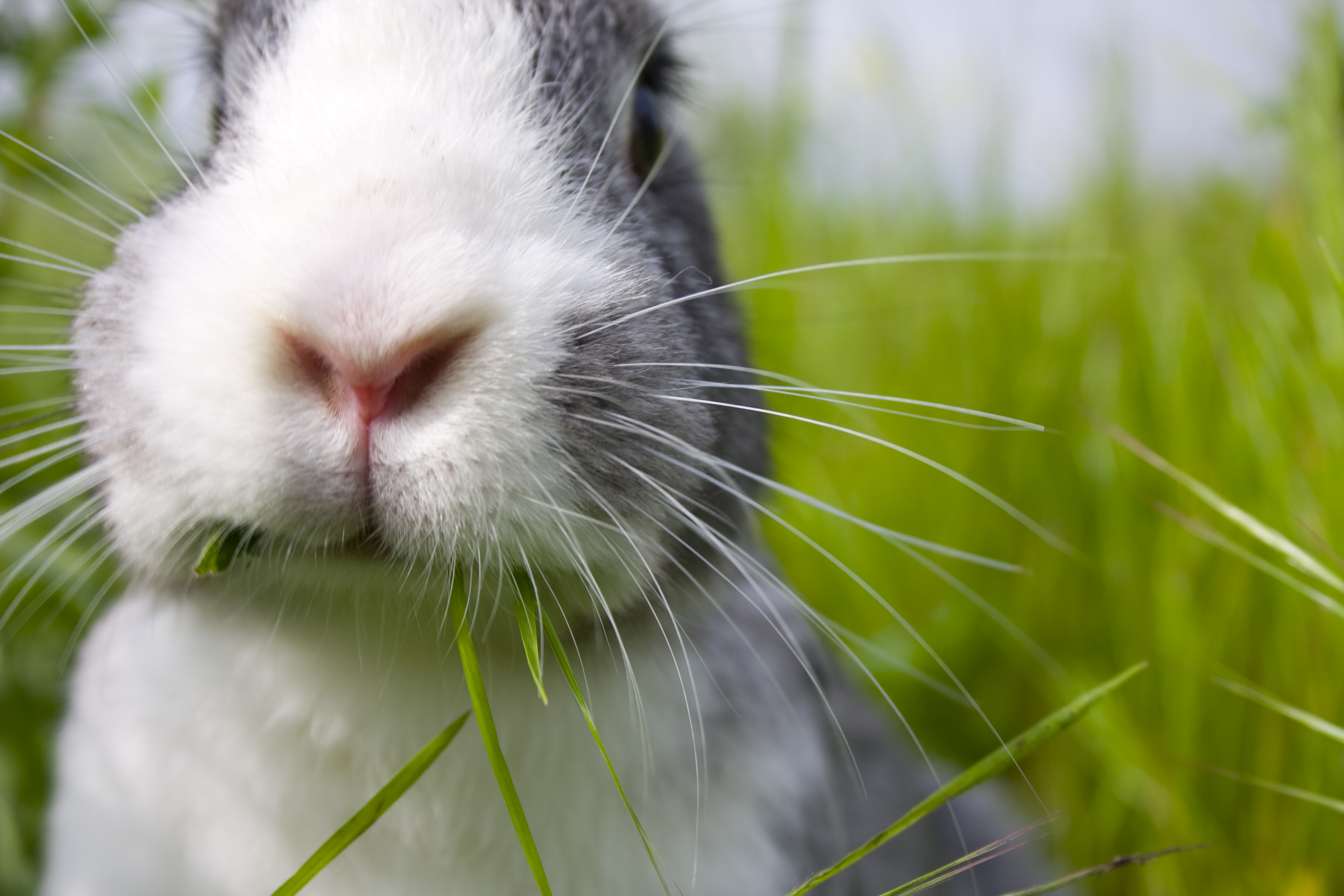 bunny in Grass