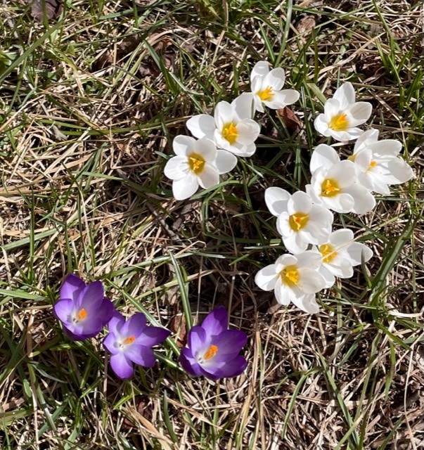 Purple and white