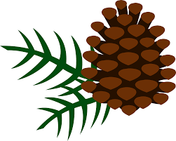 pine cone